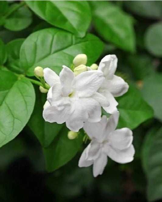 Arabic Jasmine Plant 2ft+, Sambac Jasmine, White Flowering, Sweet Fragrance, Arabian Jasmine, National Flower of Philippines