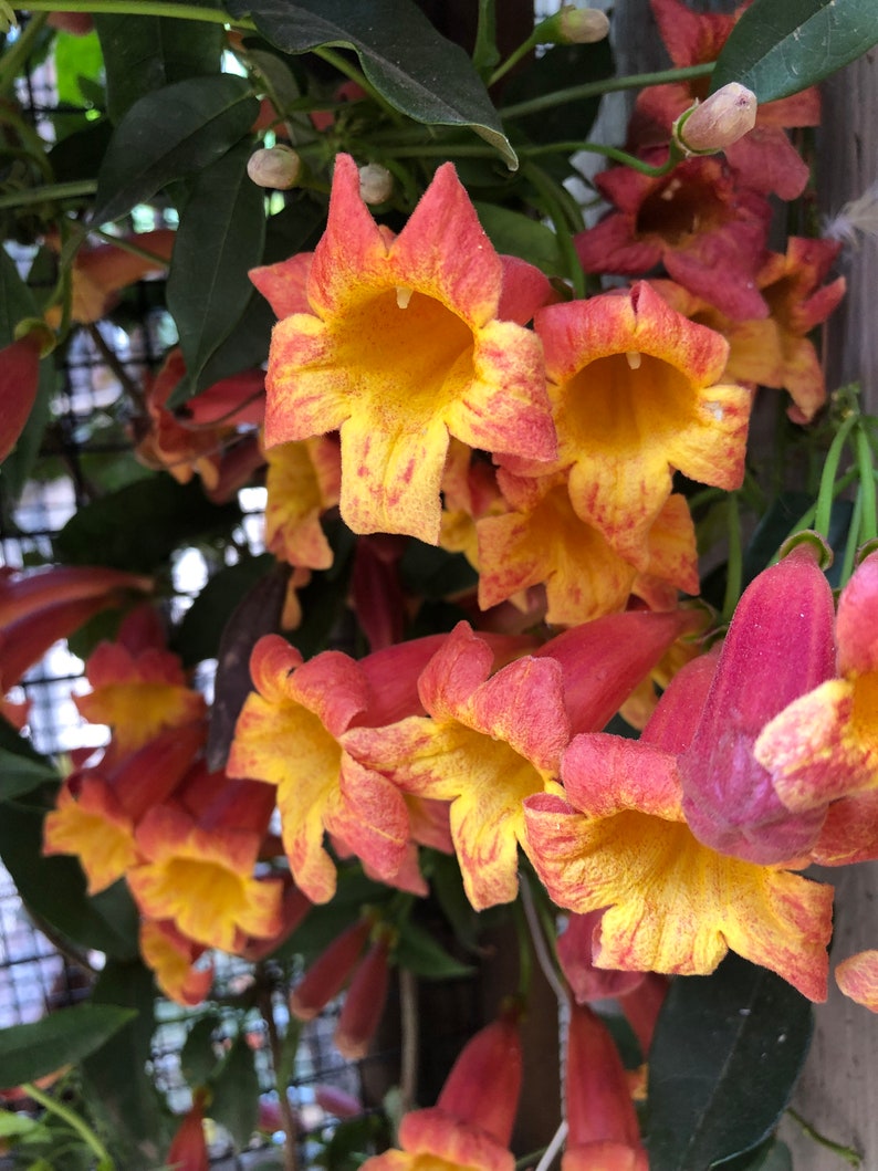 Tangerine Beauty Crossvine Seeds - Bignonia Capreolata - 10 Seeds for Climbing Vines and Trumpet Flowers