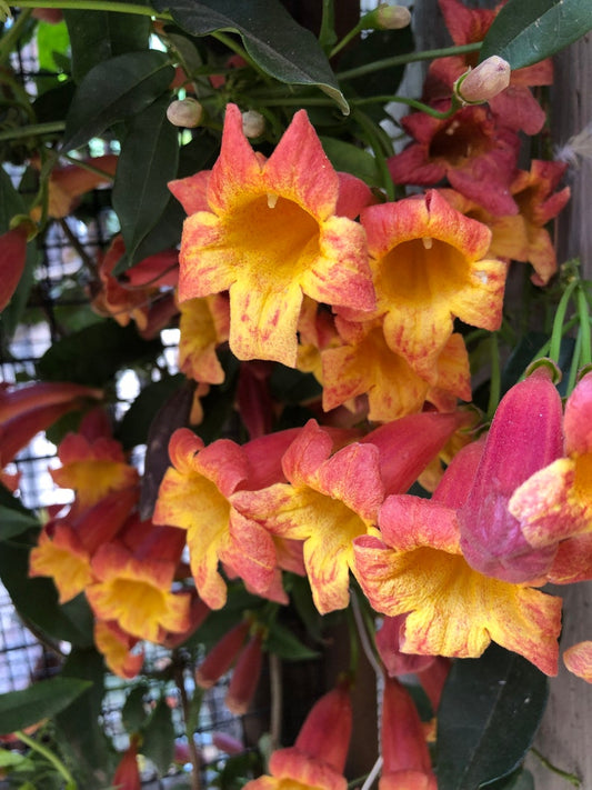 Tangerine Beauty Crossvine Seeds - Bignonia Capreolata - 10 Seeds for Climbing Vines and Trumpet Flowers