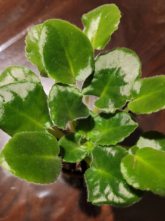African Violet Plant 3-5in Mixed Colors (White, Pink, Purple) Saintpaulia Indoor Houseplant