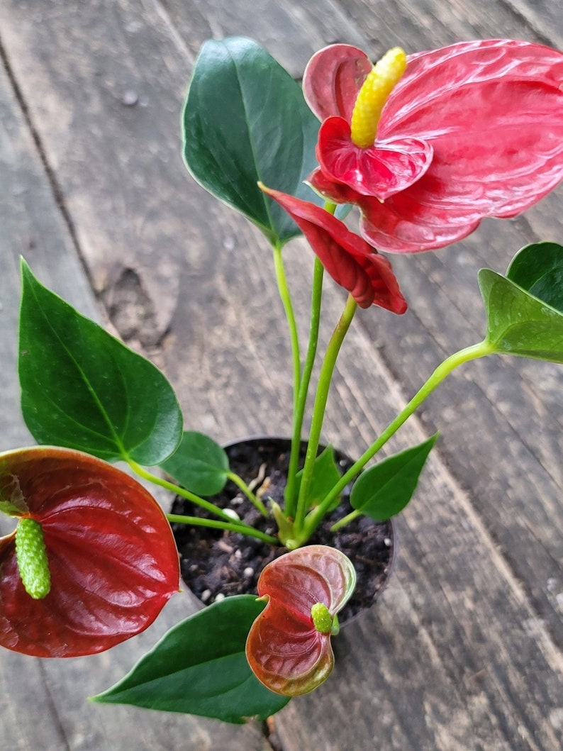 Flamingo Lily Plant - Red Spathe - Anthurium Andraeanum - 6-10 Inches - Tropical Ornamental Houseplant