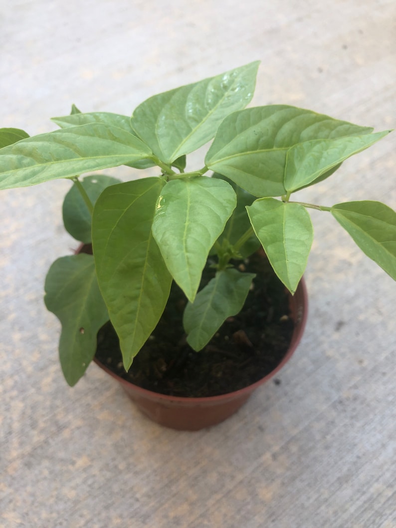 Yard Long Bean Plants - 4" Pot - Organic, Non-GMO, Vigorous Vines - Vigna unguiculata