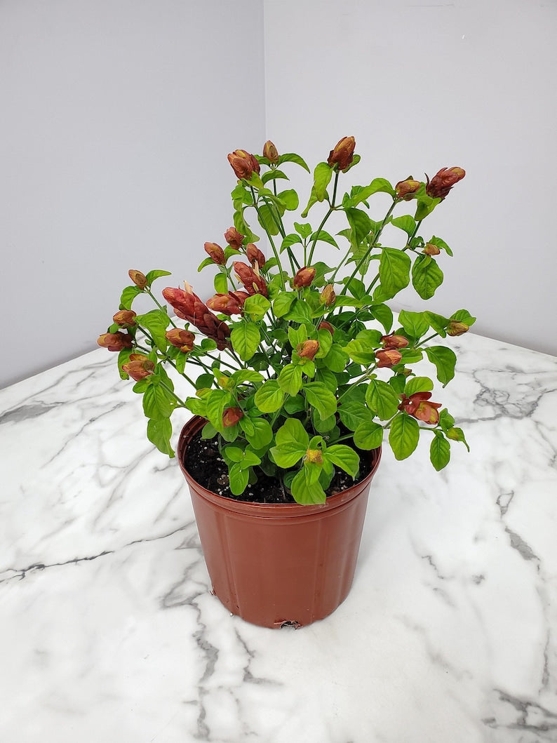 Red Shrimp Plant - 3 Gallon Live Plant - Exotic Flowering Bush - Justicia brandegeeana - Tropical Indoor/Outdoor Decor