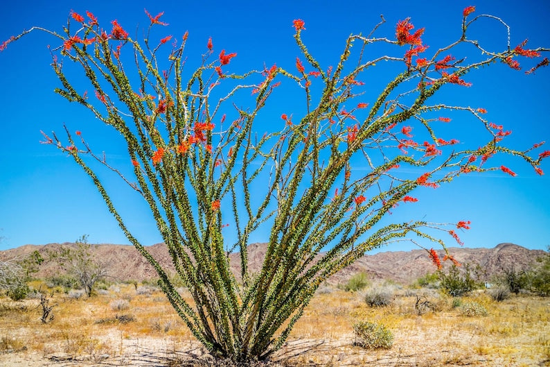 Ocotillo Seeds - 10 Pack, Fouquieria splendens, Desert Coral Cactus, Coachwhip Plant for Xeriscaping, Drought-Tolerant Gardening