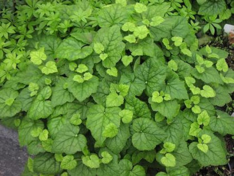 Piggyback Plant Starter - Tolmiea menziesii - Live 3" Pot - Evergreen Ground Cover - Deer Resistant - Indoor/Outdoor Plant