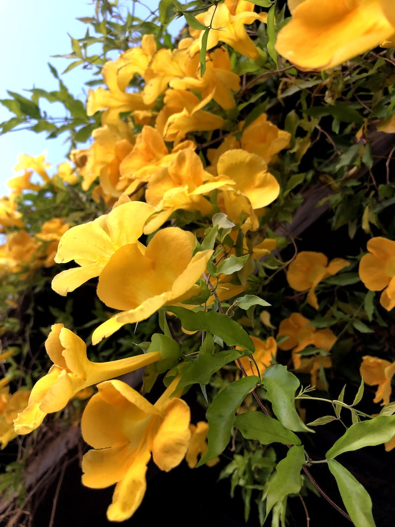 Cat's-claw Seeds Pack of 20 - Dolichandra unguis-cati - Climbing Vine for Gardens and Landscaping