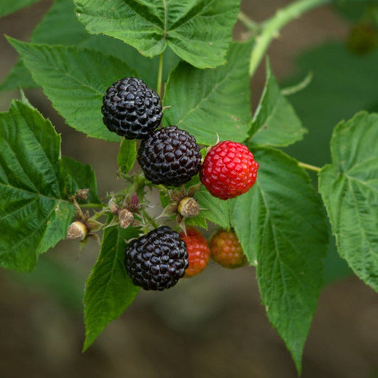 Black Delicious Black Raspberry Plant - Live Rooted Starter, Self-Pollinating, Zones 5-9 - Rubus occidentalis