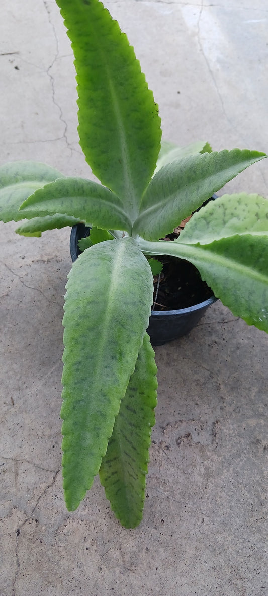**Kalanchoe Succulent Plant - Donkey Ear (Kalanchoe gastonis-bonnieri) - 4" Pot - Decorative Hanging Basket Plant**