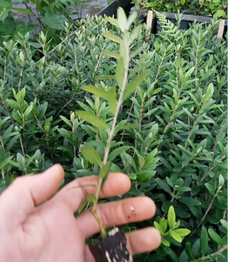 Olive Tree Starter Plants - Arbequina Variety, Organic and Pesticide Free, Non-Potted, Perfect for Home Garden - Olea europaea