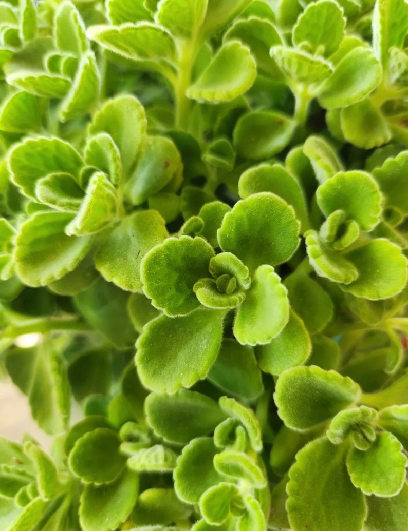 3 Pack Vick's Plant Succulent Coleus Swedish Ivy Plectranthus Tomentosa Non-Potted Plants