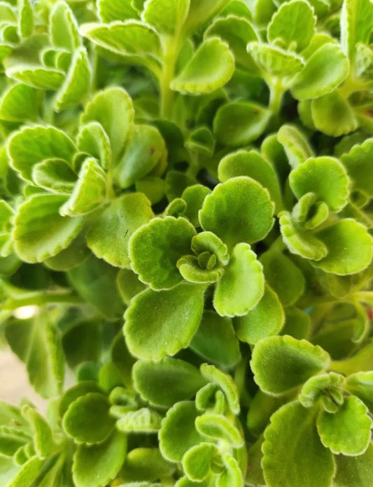 3 Pack Vick's Plant Succulent Coleus Swedish Ivy Plectranthus Tomentosa Non-Potted Plants