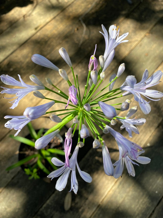 Agapanthus Praecox Plant - 6-12 in - African Lily, Blue Lily, Lily of the Nile - Agapanthus Praecox
