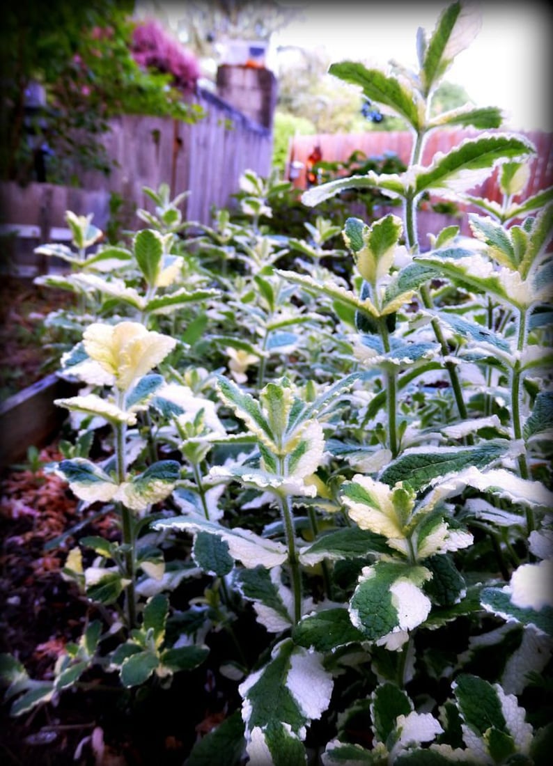 Organic Pineapple Mint Live Starter Plant - Mentha suaveolens 'Variegata' - 3” Pot - Deer Resistant Groundcover