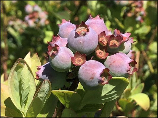 Blueberry Plant 4-6" Primadonna Vaccinium Southern High Bush - Sweet, Delicious, Pesticide-Free, Non-GMO