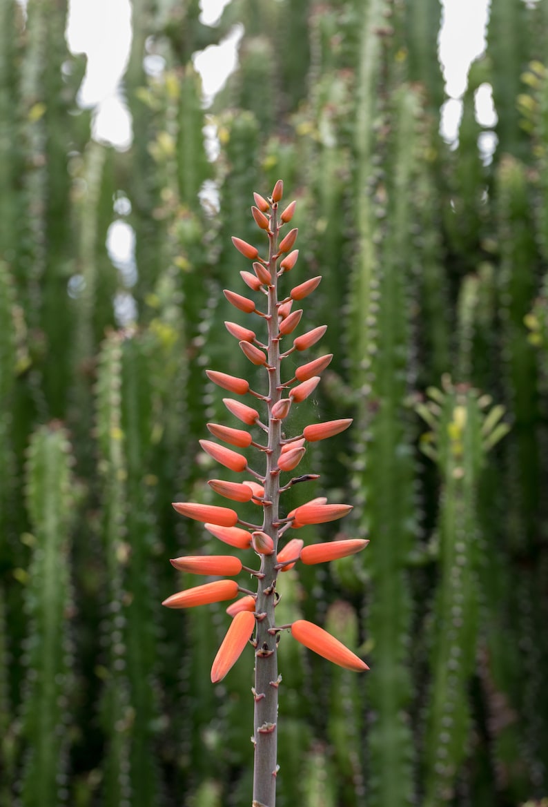 Red Yucca Seeds - 20 Hesperaloe Parviflora - Hummingbird Yucca, Redflower False Yucca - Drought Tolerant Garden Plant