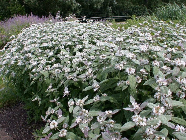 Mountain Mint Starter Plant 3” Pot Pycnanthemum muticum Pollinator Friendly Deer Resistant Perennial Wildflower