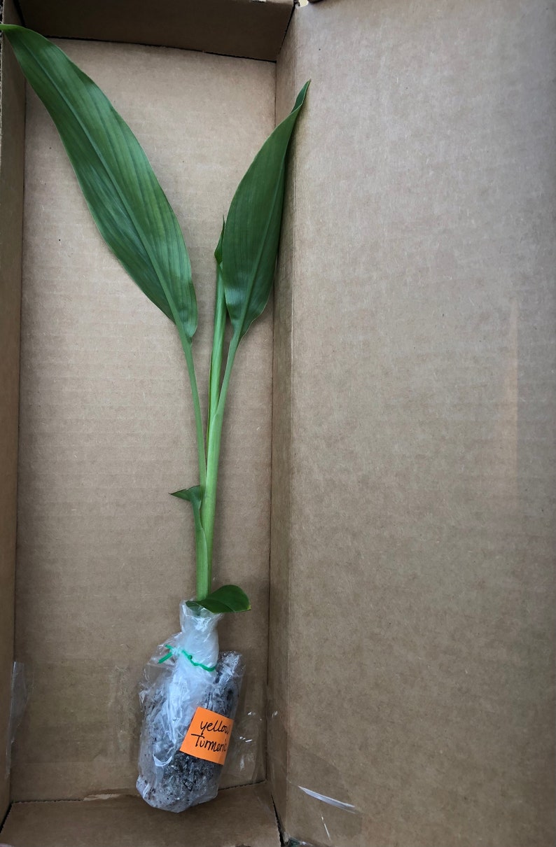 Organic Yellow Turmeric Plants - 3 Pack, Well Rooted, 4-8 Inches - Curcuma longa, Not Potted, Ready for Potting