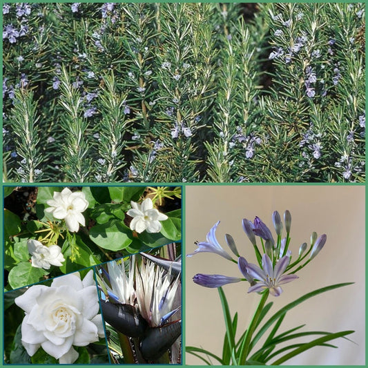 15pk Live Plants Set - Rosemary Tuscan Blue, Lavender Agapanthus, Gardenia Veitchii, Strelitzia Nicolai, Sambac Jasmine