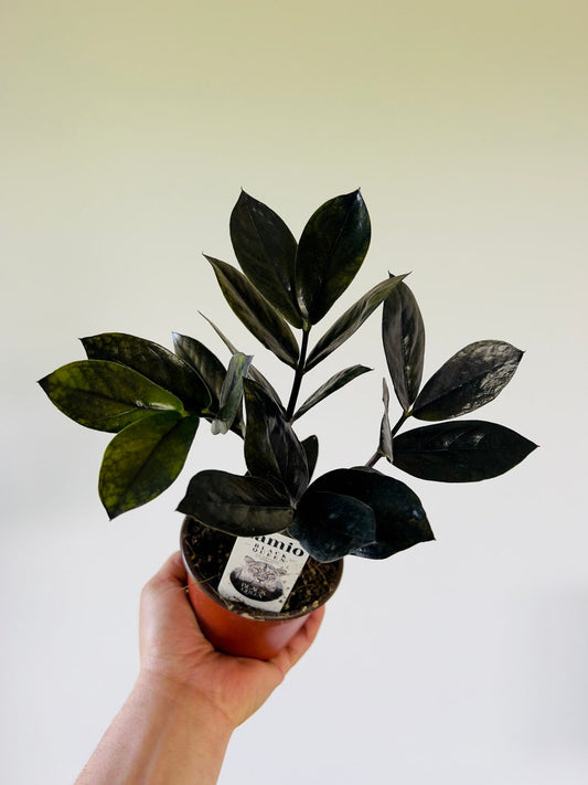 ZZ Black Queen Plant in 4" Pot - Zamioculcas Zamiifolia - Low Light, Easy Care, Air Purifier, Drought Tolerant