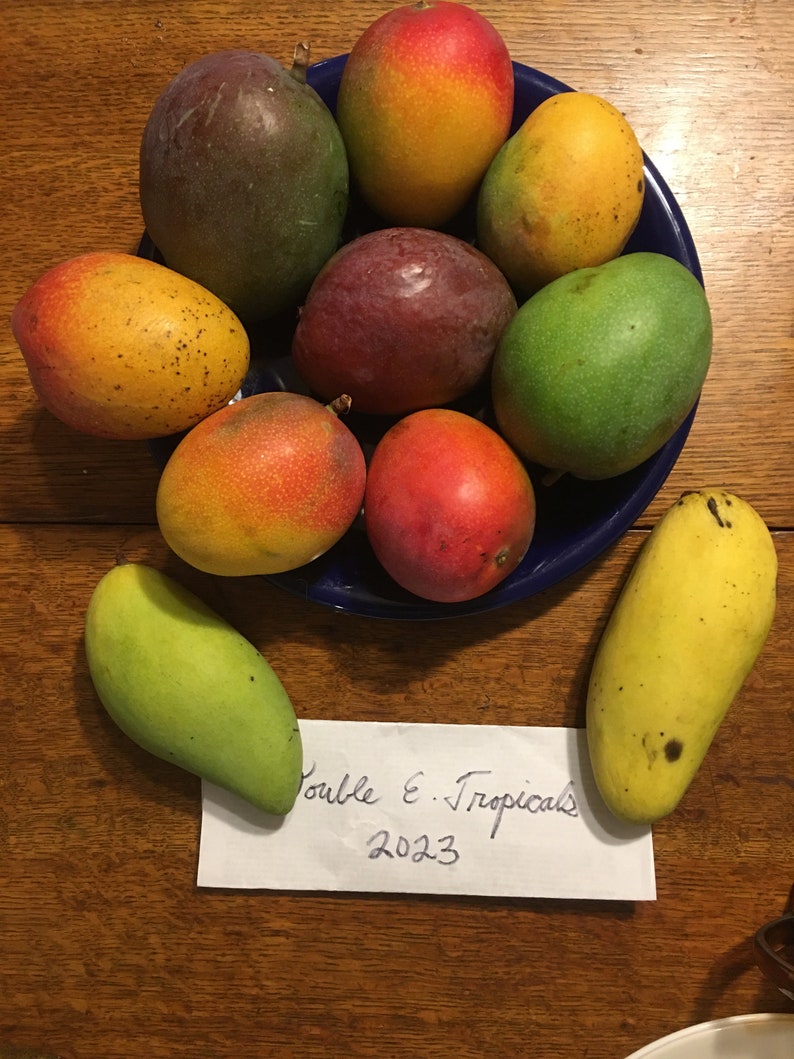 Super Alphonso Grafted Mango Tree - Grafted Variety - Mangifera indica - Tropical Fruit Plant for Home Garden