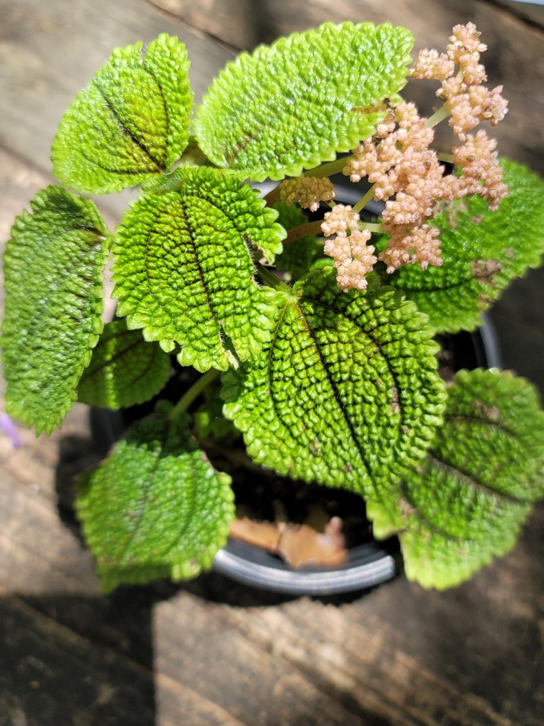 Rare Pilea Moon Valley Plant - 2-3 in - Pilea mollis Friendship Plant - Ornamental Houseplant