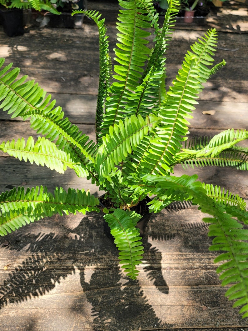 Sword Fern Plant - Kimberly Queen - Nephrolepis exaltata - Fishbone Fern - Australian Sword - 10-15 Inches