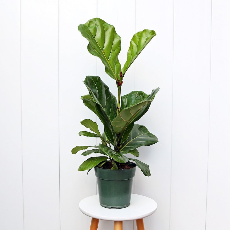 evergreen fiddle leaf fig Fiddle-leaf Fig Plant 6" Pot Ficus Lyrata Evergreen Indoor Houseplant Air Purifying Gift for Plant Lovers