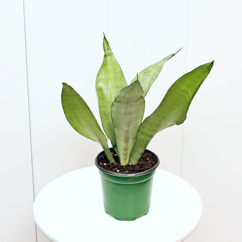 LIVE 4” Sansevieria Moonshine Snake Plant - Indoor Air Purifying Houseplant - Perfect Gift for Plant Lovers and Offices
