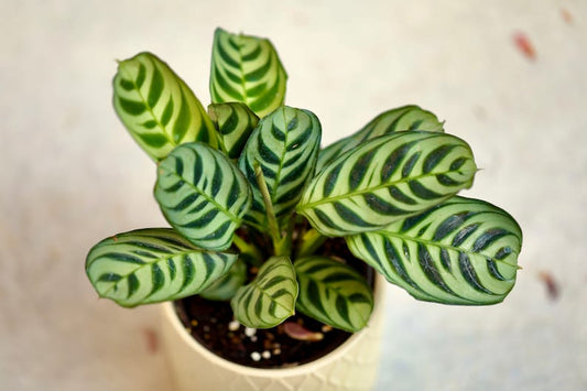 Calathea Burle Marx Starter Plant in 3” Pot - Air Purifier Houseplant - Maranta Amabilis Burle Marxii - Fishbone Prayer Plant