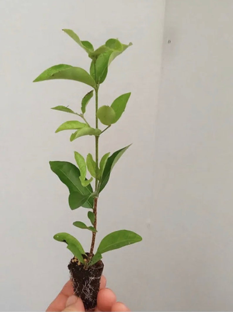 Acerola Starter Plants - Organic Barbados Cherry Trees - Malpighia emarginata - 5 to 8 Inches Tall - Pesticide Free