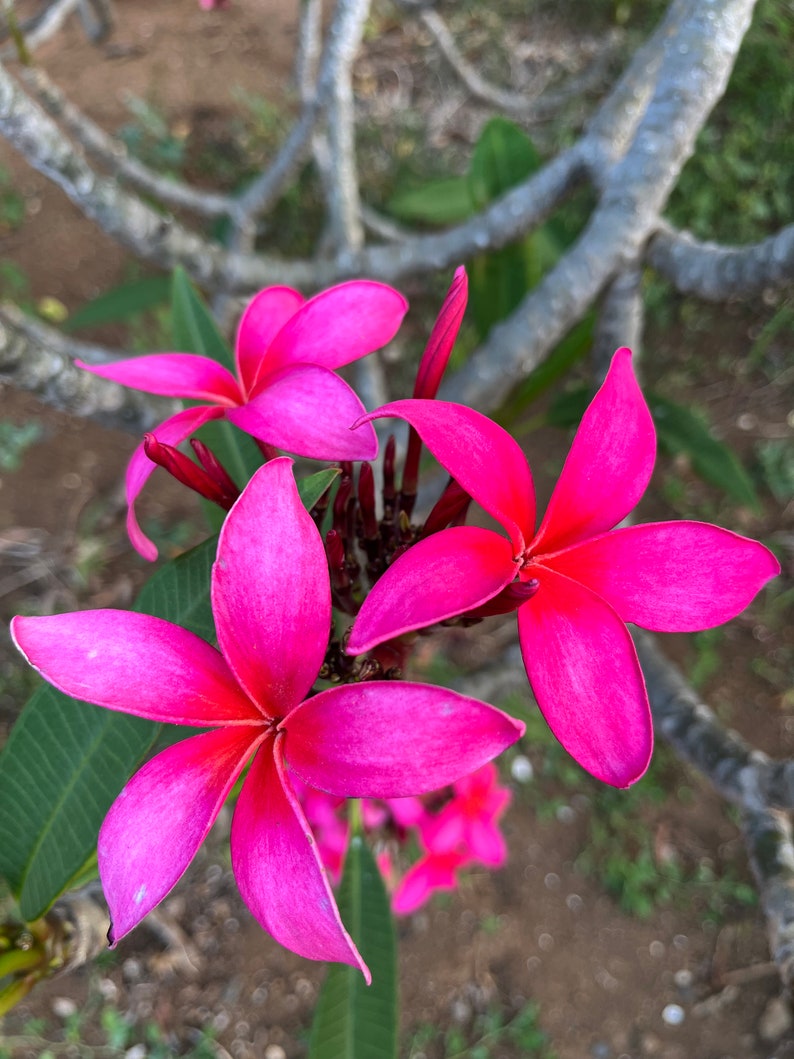 VANDA Fragrant Fuchsia Plumeria Cutting 10-12 in, Hot Pink Flower, Unrooted Plumeria, Hawaiian Tropical Plant