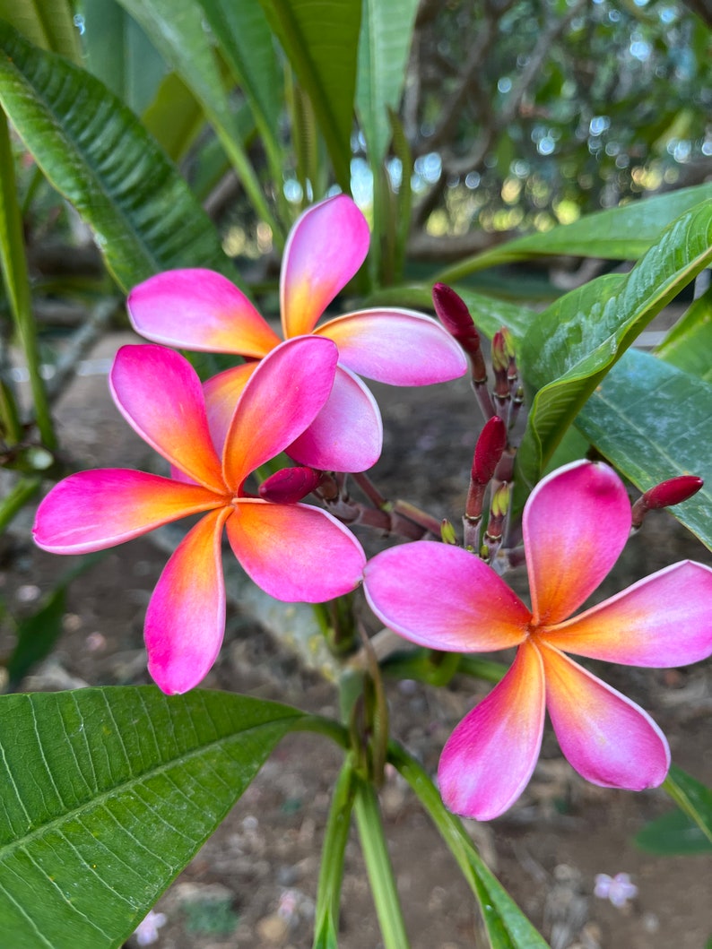 Hawaiian Frangipani Cutting 10-12" KANEOHE SUNBURST Plumeria with Lilac Petals & Orange Center - Tropical Exotic Plant