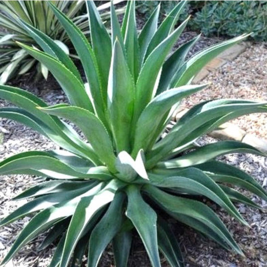 Agave desmettiana Succulent Plants - 4 Live Unrooted Cacti - Easy to Root, Full Sun Variety - Perfect for Gardens