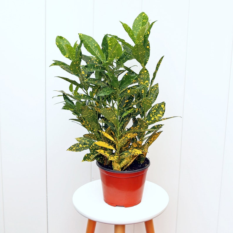 Live 6” Pot Gold Dust Croton, Variegated Tropical Houseplant, Codiaeum Variegatum “Gold Dust,” Gardener Gift for Plant Lovers