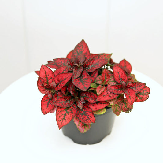4” Hypoestes Polka Dot Plant - Colorful Indoor Decoration - Hypoestes Phyllostachya - Unique Gift for Plant Lovers, Home Decor