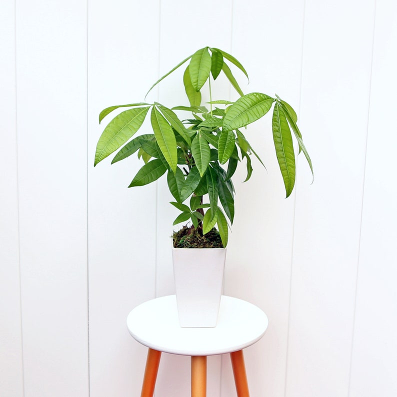 LIVE 4” Money Tree Plant, Good Luck Tree, Pachira Aquatica, Housewarming Gift, Elegant Indoor Decor Plant