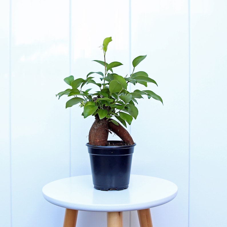 LIVE 4” Ficus Plant - Ginseng Ficus (Ficus Retusa) - Indoor Bonsai Tree for Plant Mom Gift, Housewarming & Birthday Gift