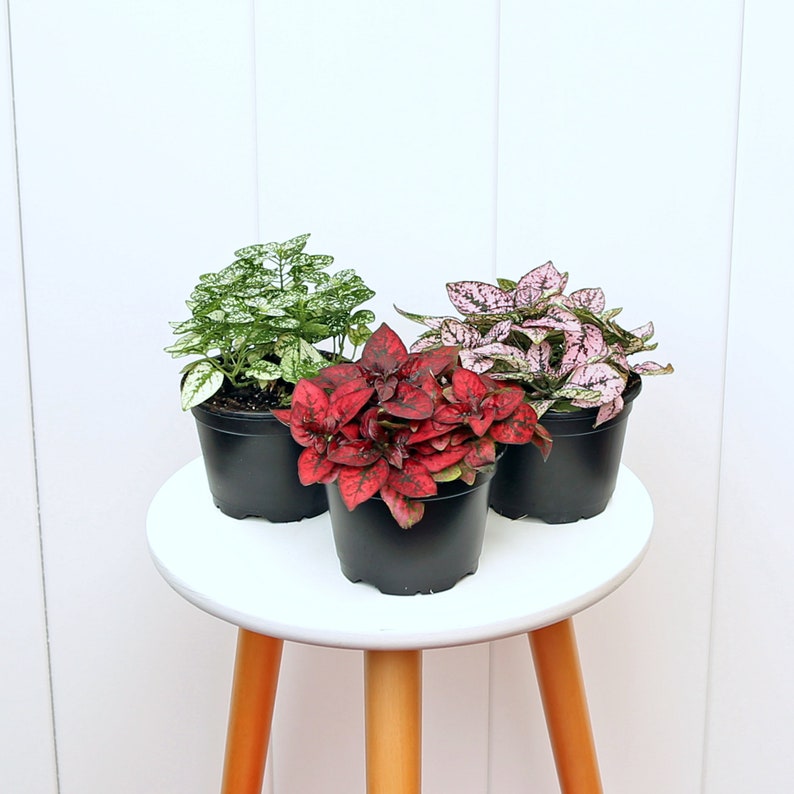 LIVE 4” Pot Combo 3 Polka Dot Plants, Variegated Hypoestes Phyllostachya, Colorful Houseplant, Perfect Gift for Any Occasion