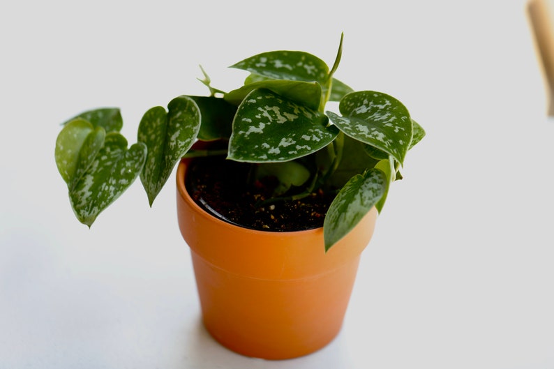 Scindapsus Pictus 'Exotica' Plant - 3" Silver Satin Indoor Houseplant in Terra-Cotta Pot - Scindapsus Silver Exotica