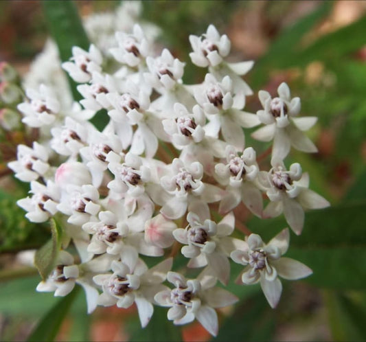 White Milkweed Plants 3 Pack - Well Rooted Starter Plants 4-8 Inches - Asclepias tuberosa for Monarch Butterfly Pollination
