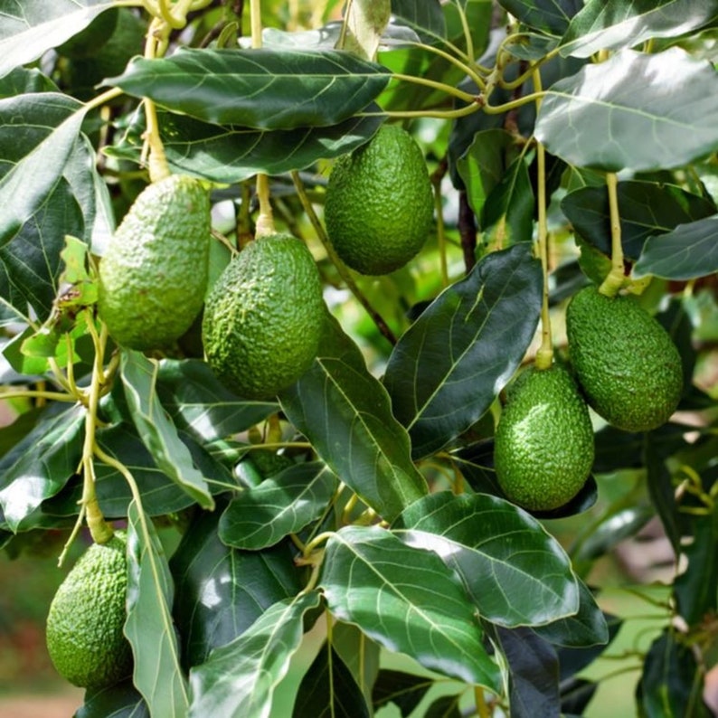 Hass Avocado Tree 3ft Grafted Plant in 3 Gallon Pot - Persea americana - No Shipping to CA