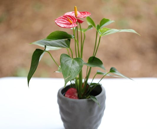 Anthurium Flowering Plant - 4" Red Flower Houseplant - Easy Care Indoor Live Plant - Anthurium andraeanum