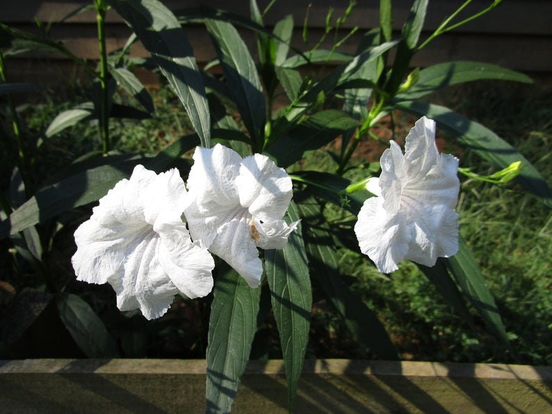 Mexican Petunia White Plant Plugs (5) - Rooted 12" Plants - Ruellia simplex - Shipped in Pot with Soil