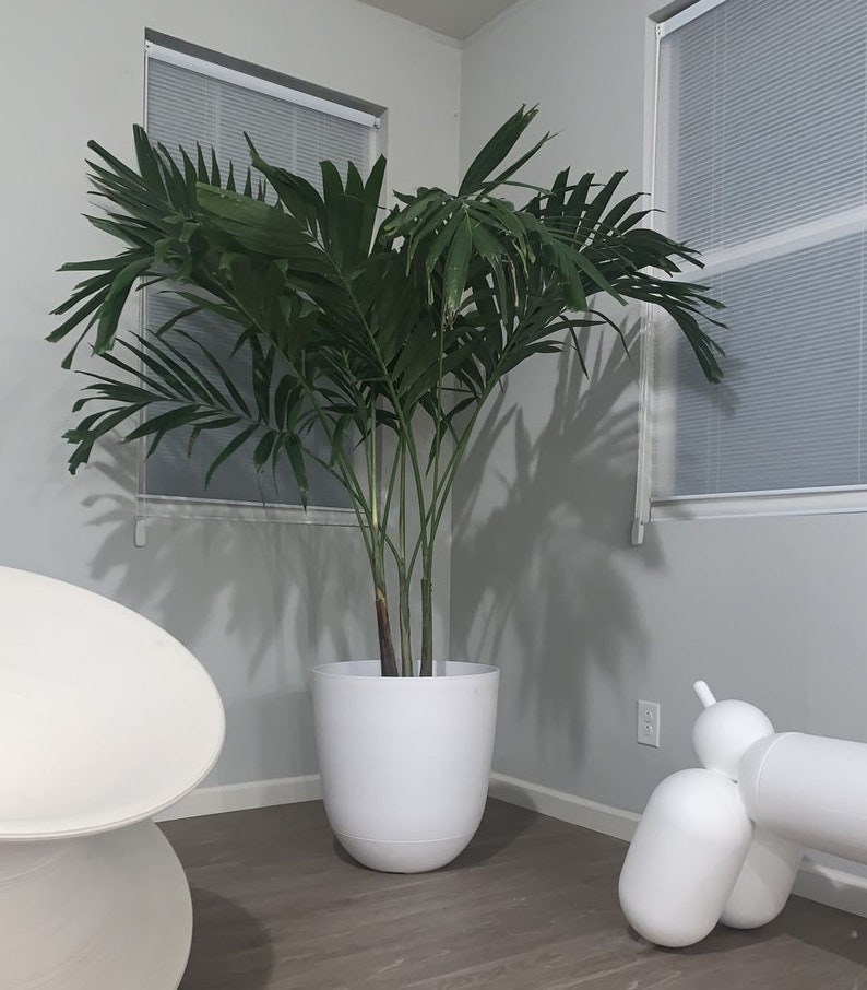 Christmas Palm - 1 Gallon - Veitchia merrillii - Adonidia Merrillii - Tropical Indoor/Outdoor Plant for Privacy and Decor