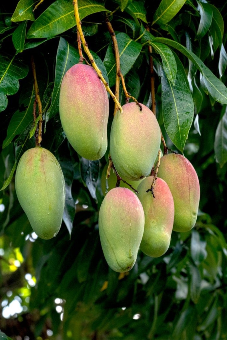 Grafted Valencia Pride Mango Tree 3ft in 3-gallon Pot - Mangifera indica
