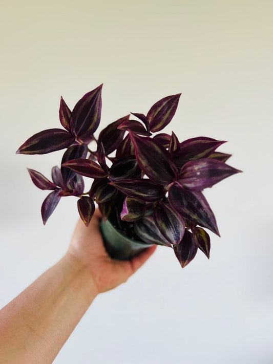 Burgundy Wandering Dude Plant - 4” Tradescantia Zebrina - Colorful Live Houseplant for Easy Care & Bright Indirect Light
