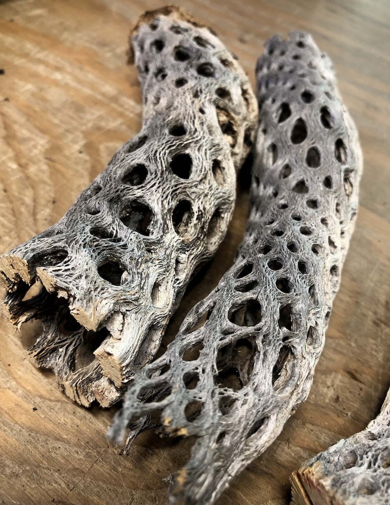 Cholla Dried Cactus Wood Medium Pieces for Aquariums, Decor, Terrariums - Organic Untreated Cactus (Tucson, AZ)