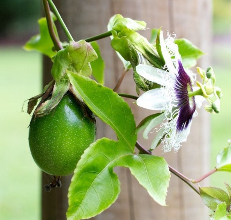 Live Passionfruit Plant - Tropical Variety - Passiflora edulis - Indoor/Outdoor Gardening Delight