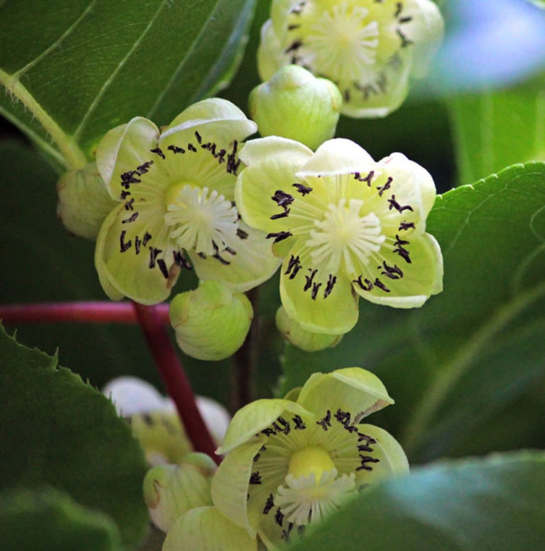 Kiwi Plant Starter - Fairchild Male Pollinator - Live Rooted - Zones 4-8 - Fragrant White Flowers - Diospyros Kiwi
