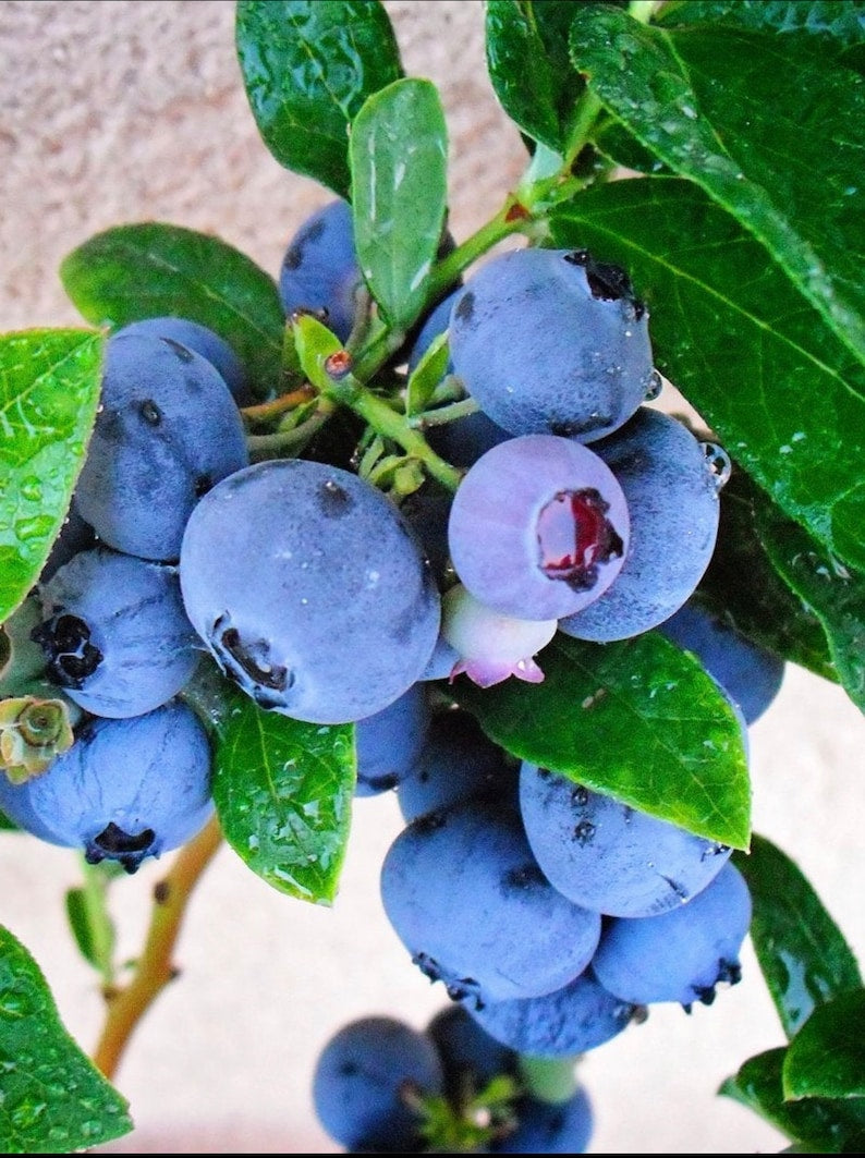Emerald Blueberry Bush Starter Plant - Organic Southern Highbush Berry (Vaccinium hybrid) for Container Garden, Outdoor Gardening